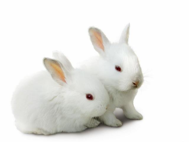 Все о кроликах в Волгограде | ЗооТом портал о животных