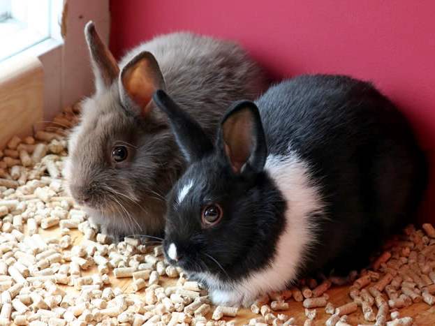 Содержание кроликов и уход за ними в Волгограде | ЗооТом портал о животных