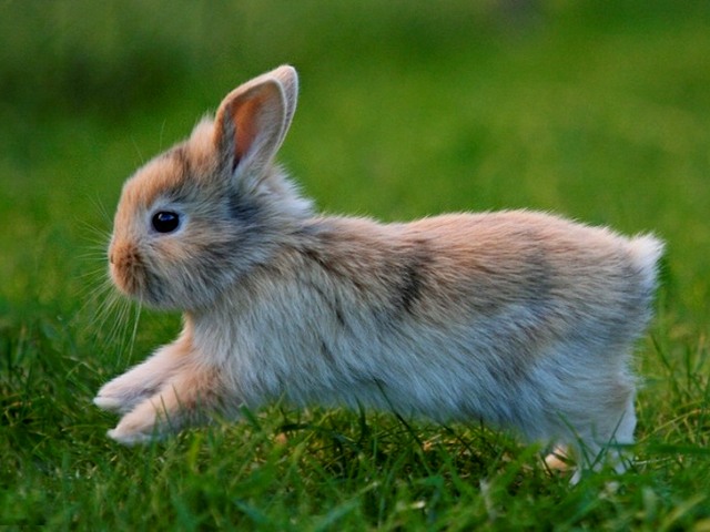 Статьи о кроликах в Волгограде | ЗооТом портал о животных
