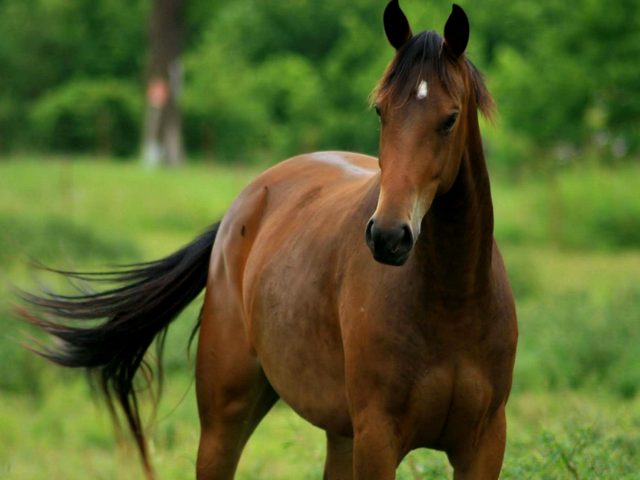 Содержание лошадей и уход за ними в Волгограде | ЗооТом портал о животных