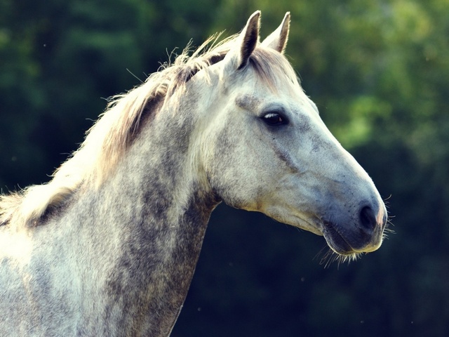 Уход за лошадьми в Волгограде | ЗооТом портал о животных