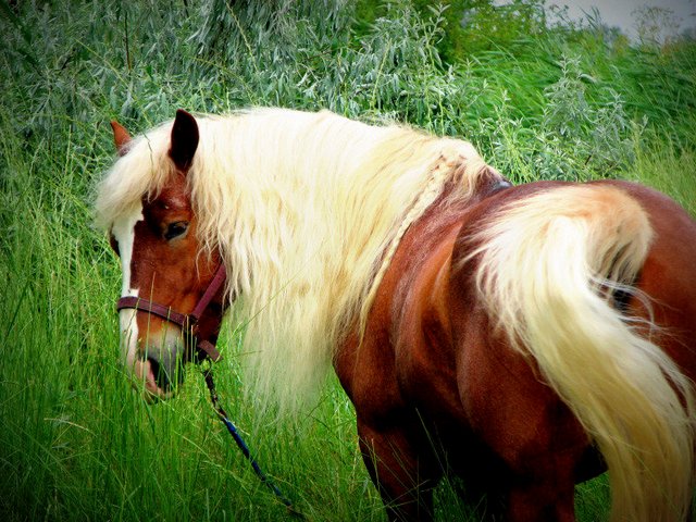 Породы лошадей в Волгограде | ЗооТом портал о животных