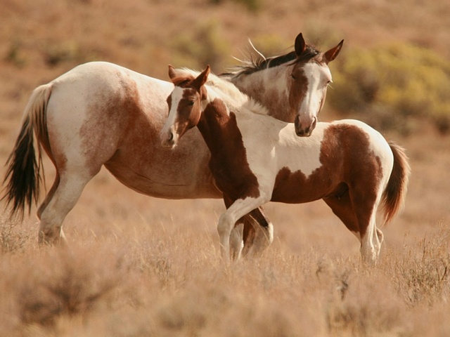 Интересные факты лошадях в Волгограде | ЗооТом портал о животных