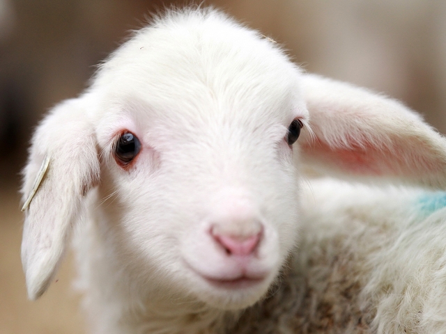 Овцы и бараны в Волгограде | ЗооТом портал о животных