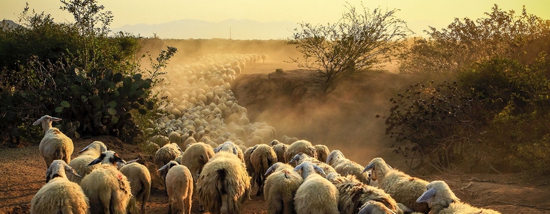 Все об овцах в Волгограде | ЗооТом портал о животных