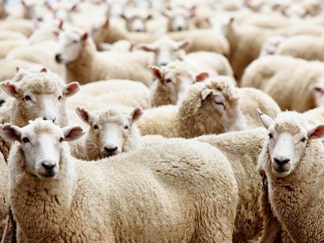 Породы овец в Волгограде | ЗооТом портал о животных