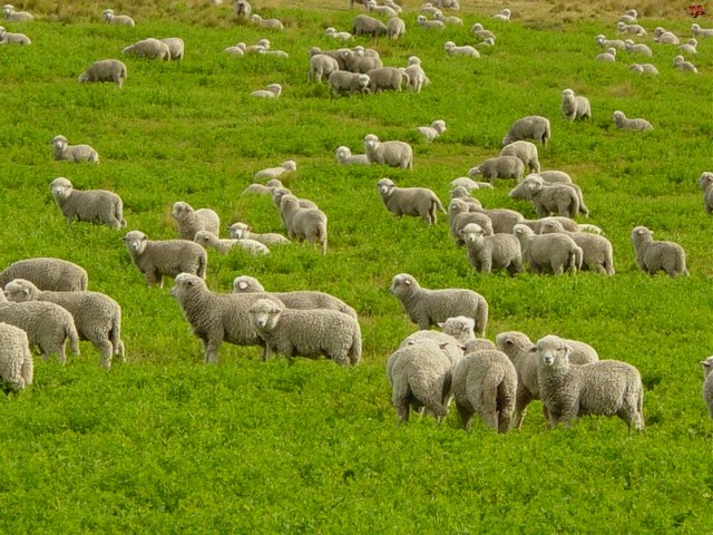 Содержание овец и уход за ними в Волгограде | ЗооТом портал о животных