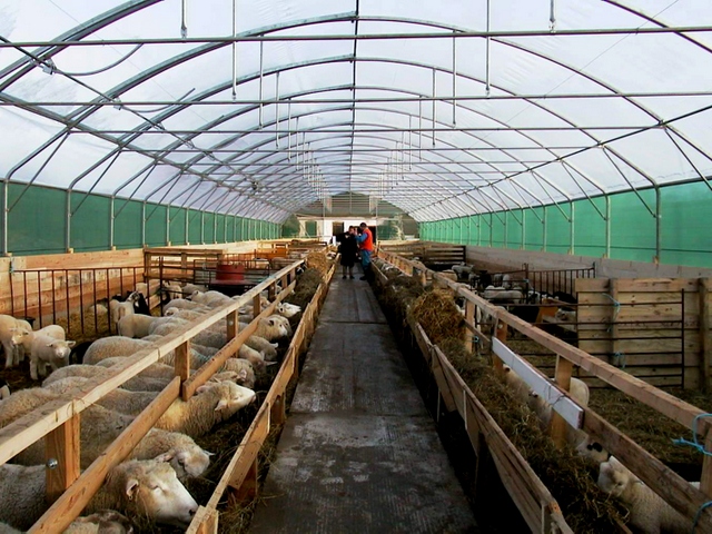 Содержание овец и уход за ними в Волгограде | ЗооТом портал о животных