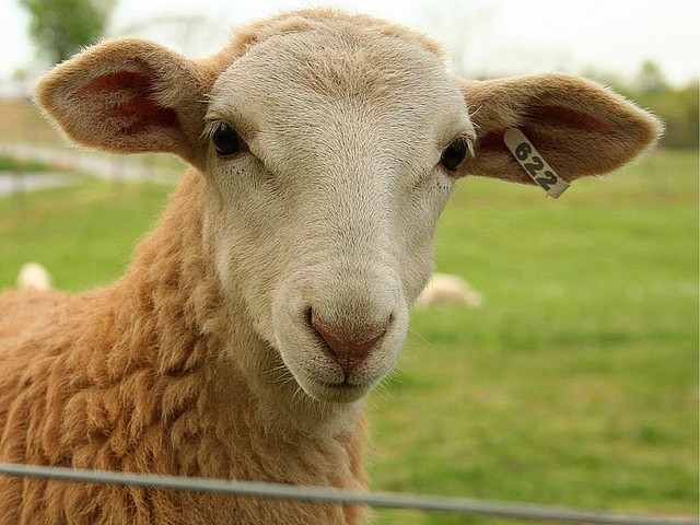 Статьи об овцах в Волгограде | ЗооТом портал о животных