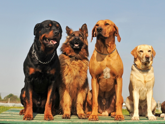 Крупные породы собак в Волгограде | ЗооТом портал о животных