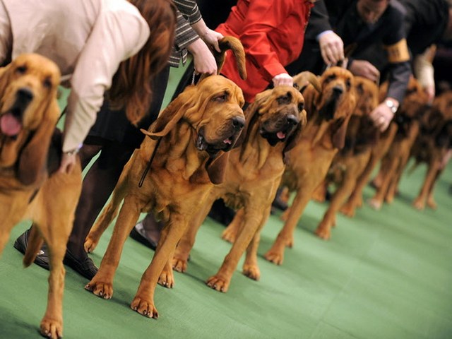 Выставки собак в Волгограде