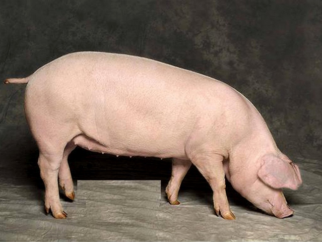 Породы свиней в Волгограде | ЗооТом портал о животных