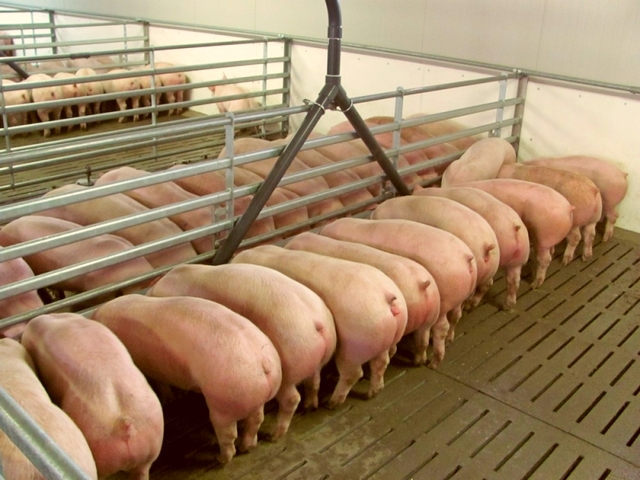 Содержание свиней и уход за ними в Волгограде | ЗооТом портал о животных
