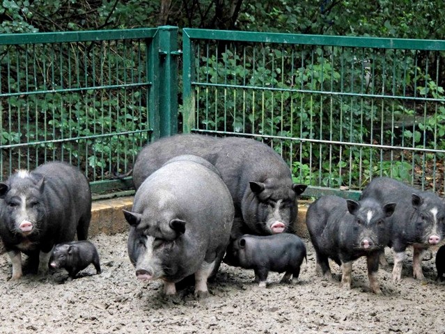 Содержание свиней и уход за ними в Волгограде | ЗооТом портал о животных