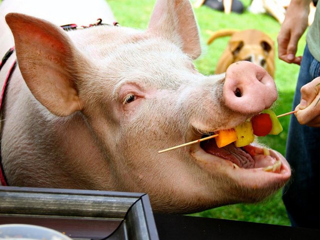 Статьи о свиньях в Волгограде | ЗооТом портал о животных