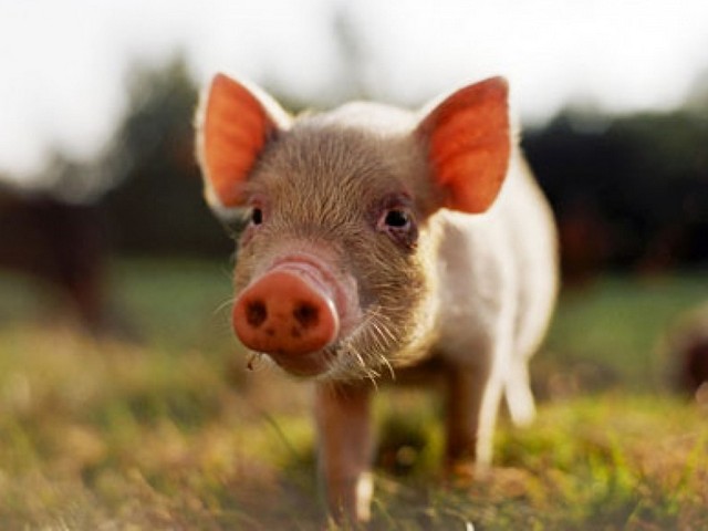 Все о свиньях в Волгограде | ЗооТом портал о животных