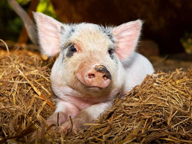 Все о свиньях в Волгограде | ЗооТом портал о животных